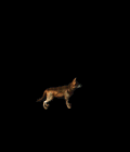dog.gif dog.gif
