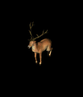 deer.gif deer.gif