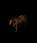 horse.gif horse.gif
