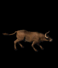 cattle.gif cattle.gif