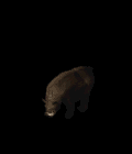 bear.gif bear.gif