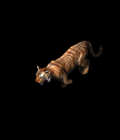 tiger.gif tiger.gif