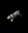 tiger_write.gif tiger_write.gif
