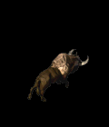 rhino.gif rhino.gif
